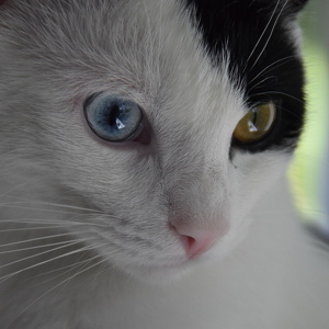 Fundraising Page: Shannon Duke